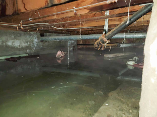 Best Flood damage cleanup  in Emporia, VA
